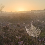 Flowering heathland